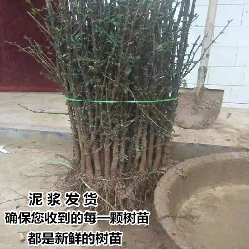 优质大红袍花椒苗南北适种品种齐全南北适种耐寒耐旱