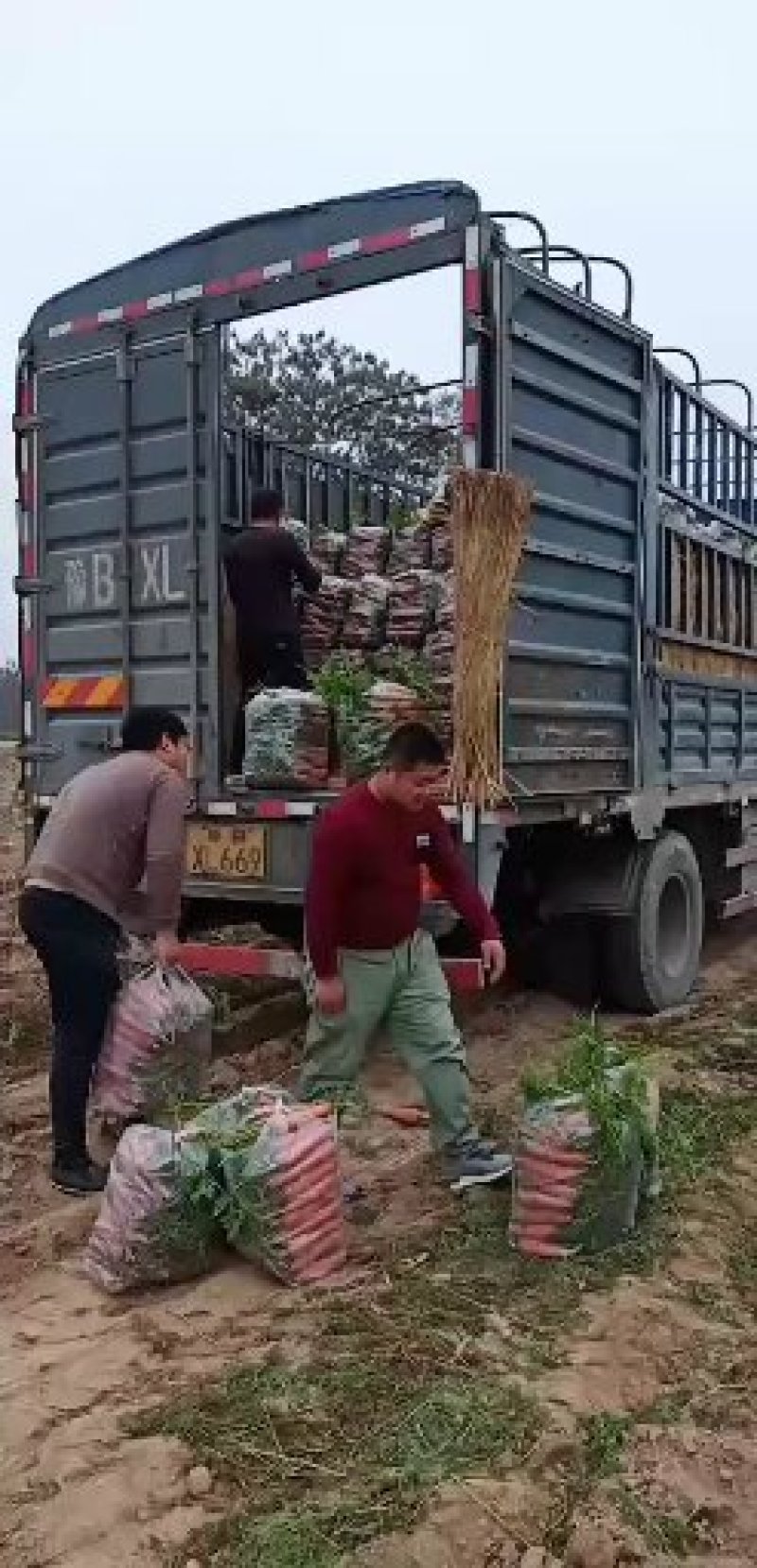 红萝卜开始包地了，大量走市场走干货。一次合作。永远朋友。