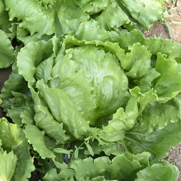101结球生菜种子，耐热耐抽臺，鲜嫩清香，苦中带甜