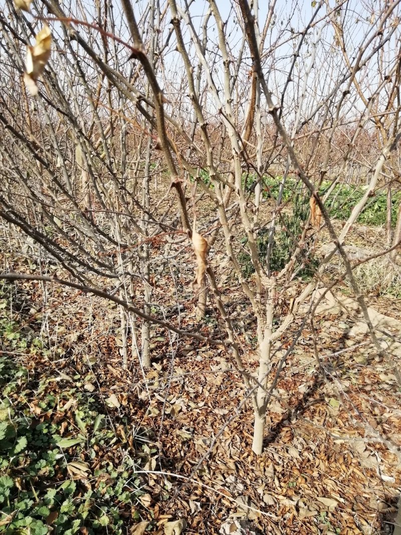 花椒苗：大红袍花椒苗2～3年。当年结果，产量高，成活率高