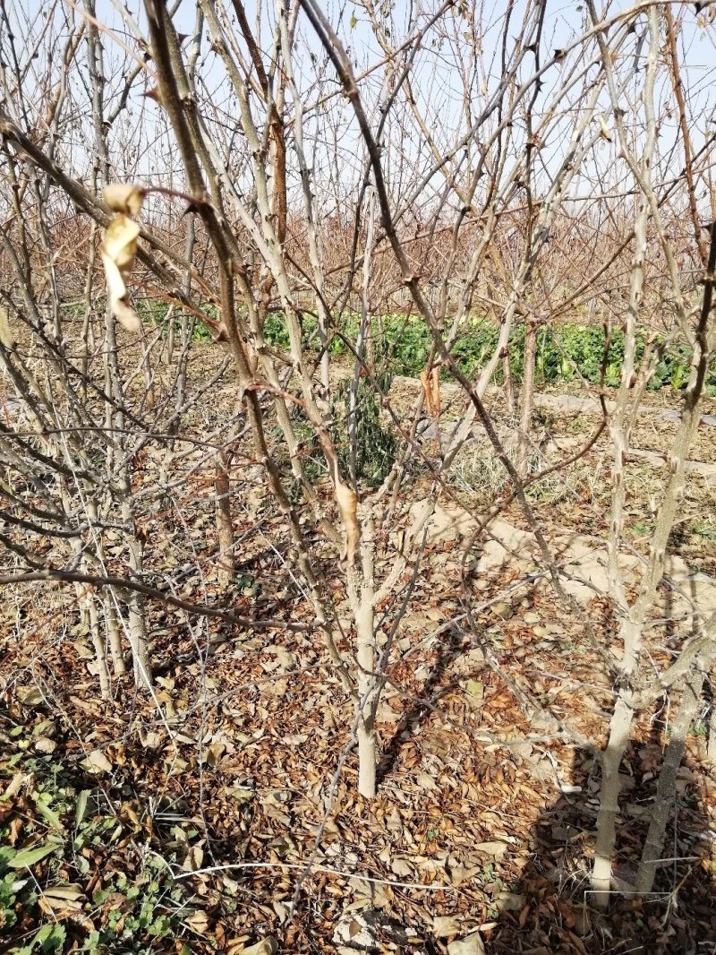 花椒苗：大红袍花椒苗2～3年。当年结果，产量高，成活率高