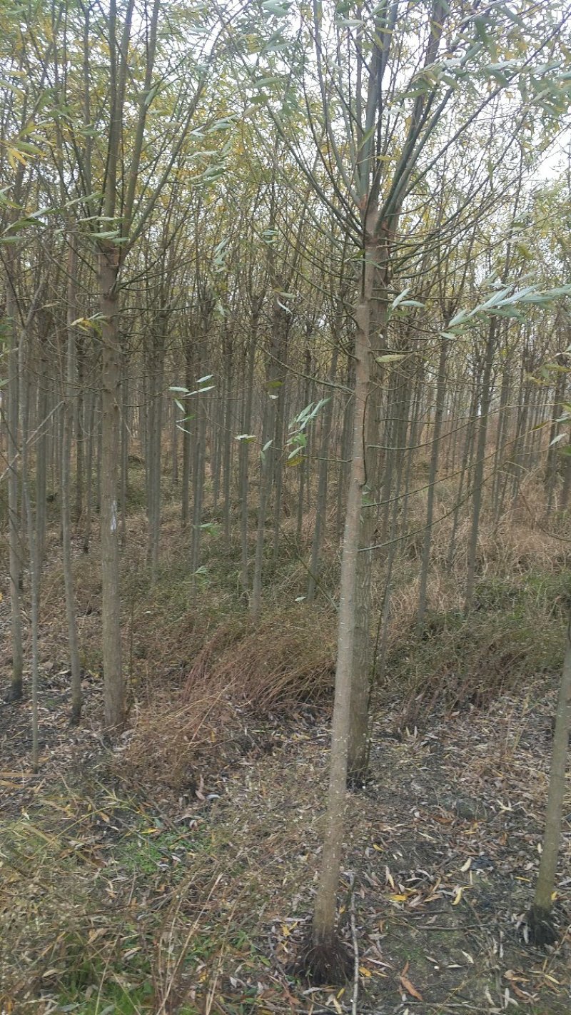 柳树美国竹柳树直柳河边专用树小柳树