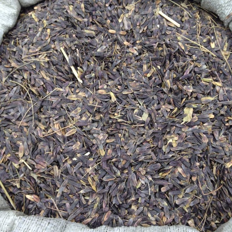 板蓝根种子大叶小叶品种纯新种子包发芽提供种植技术