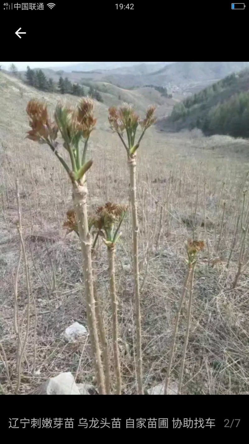 刺嫩芽苗，刺老包苗子，纯新种子，包出芽率，保成活率