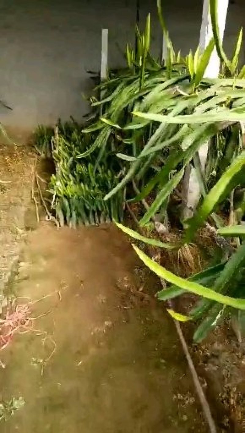 火龙果苗：红心火龙果苗。黄心火龙果苗。死苗补发提供技术