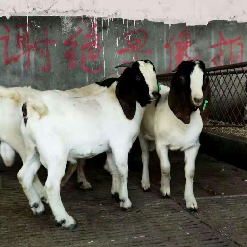 波尔山羊羊羔种公羊怀孕母羊全国包邮