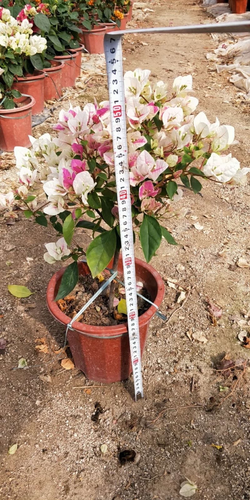 红樱三角梅
