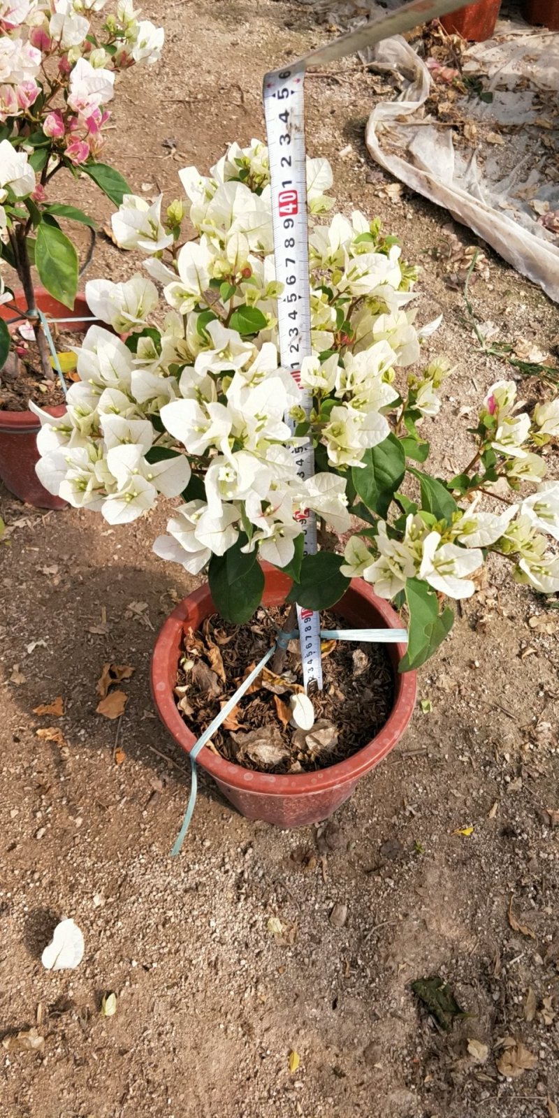 红樱三角梅