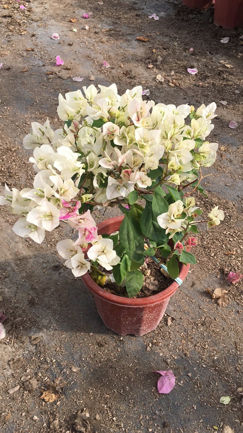 红樱三角梅