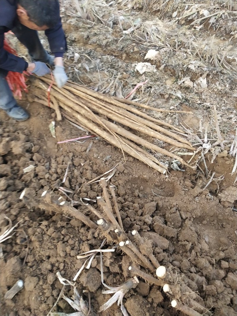 新鲜刚出土的牛蒡量大从优