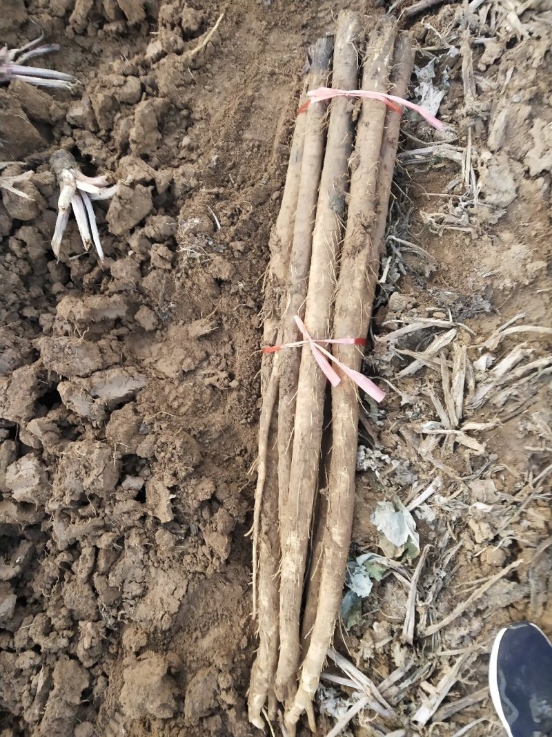 新鲜刚出土的牛蒡量大从优