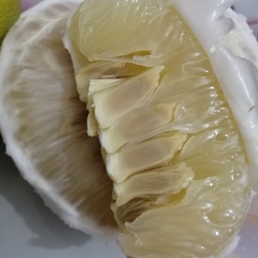 精品百年老树香柚特级沙田柚，水份足糖份高，味甜如蜜。