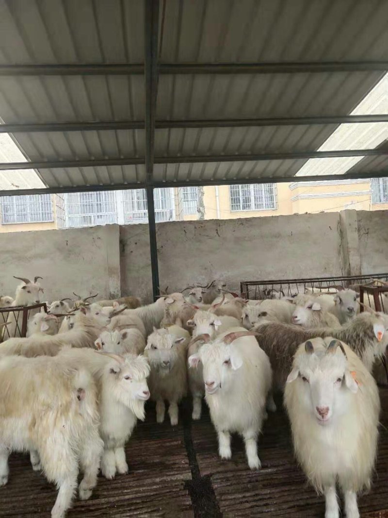 绒山羊肉羊育肥羊苗全国包邮