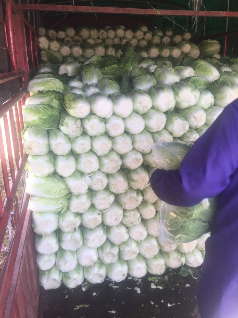 玲珑黄矮颗全黄心大白菜，质量好，诚信合作