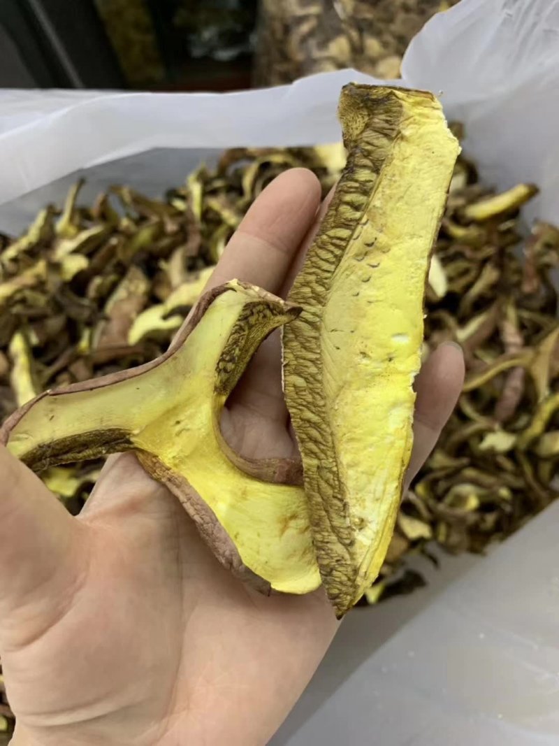 牛肝菌