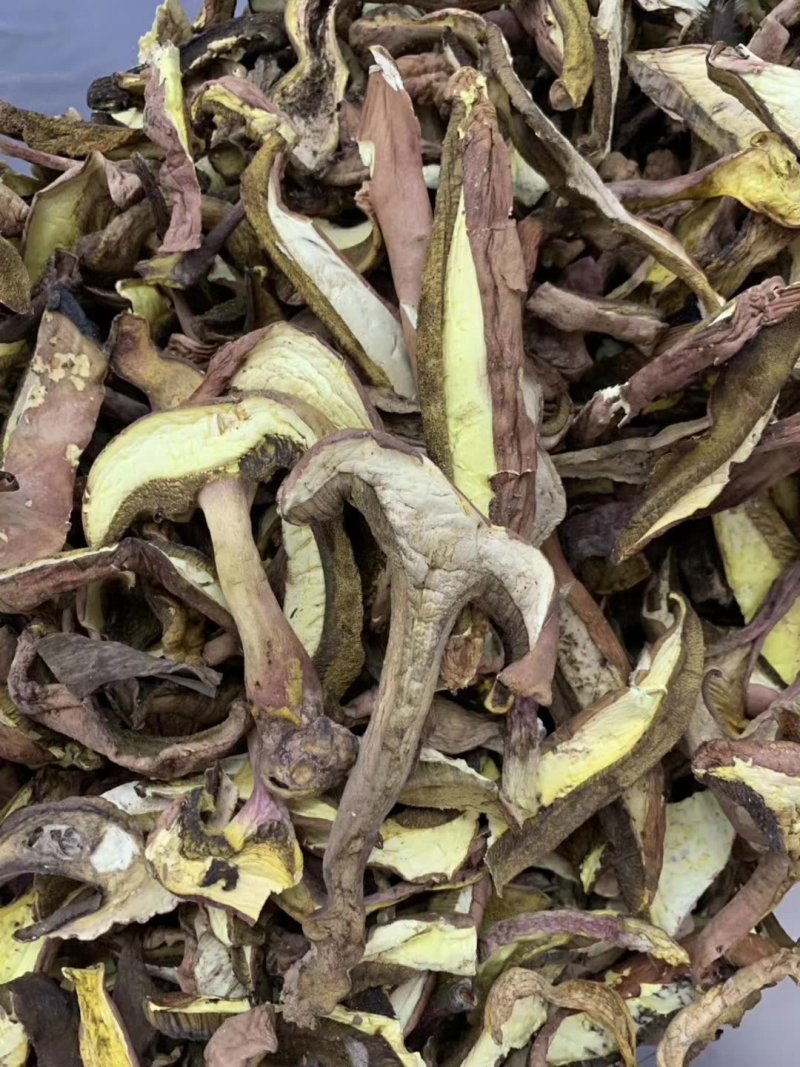 牛肝菌