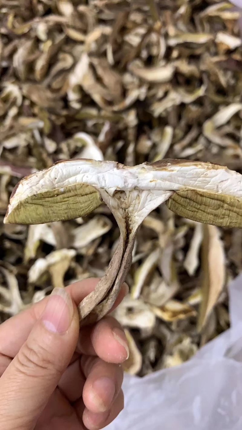牛肝菌