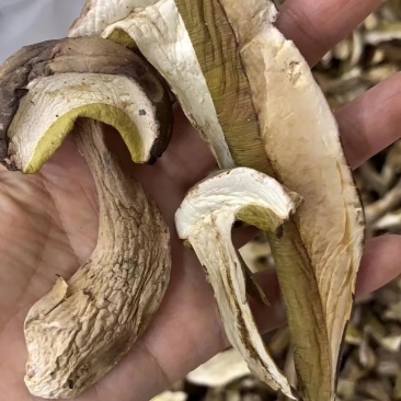 牛肝菌