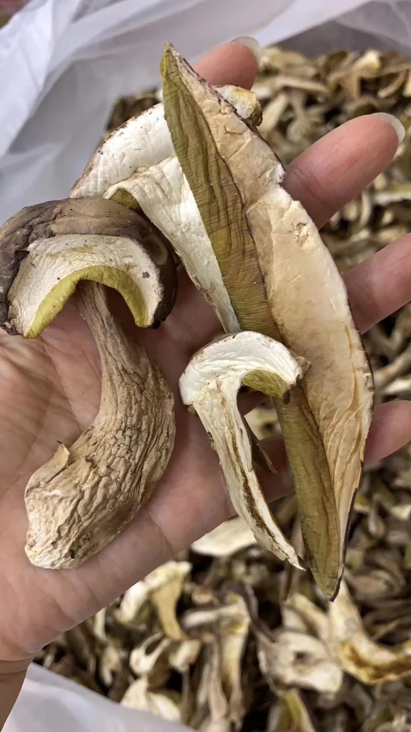 牛肝菌