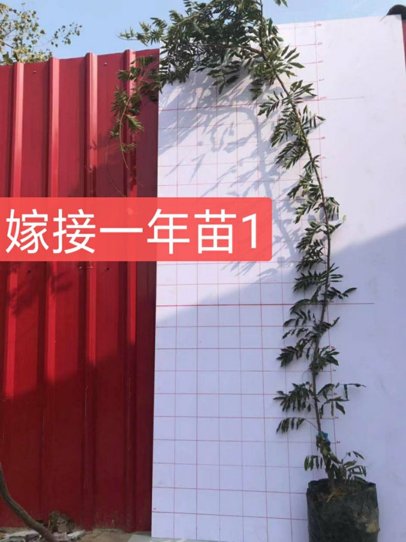 紫藤
