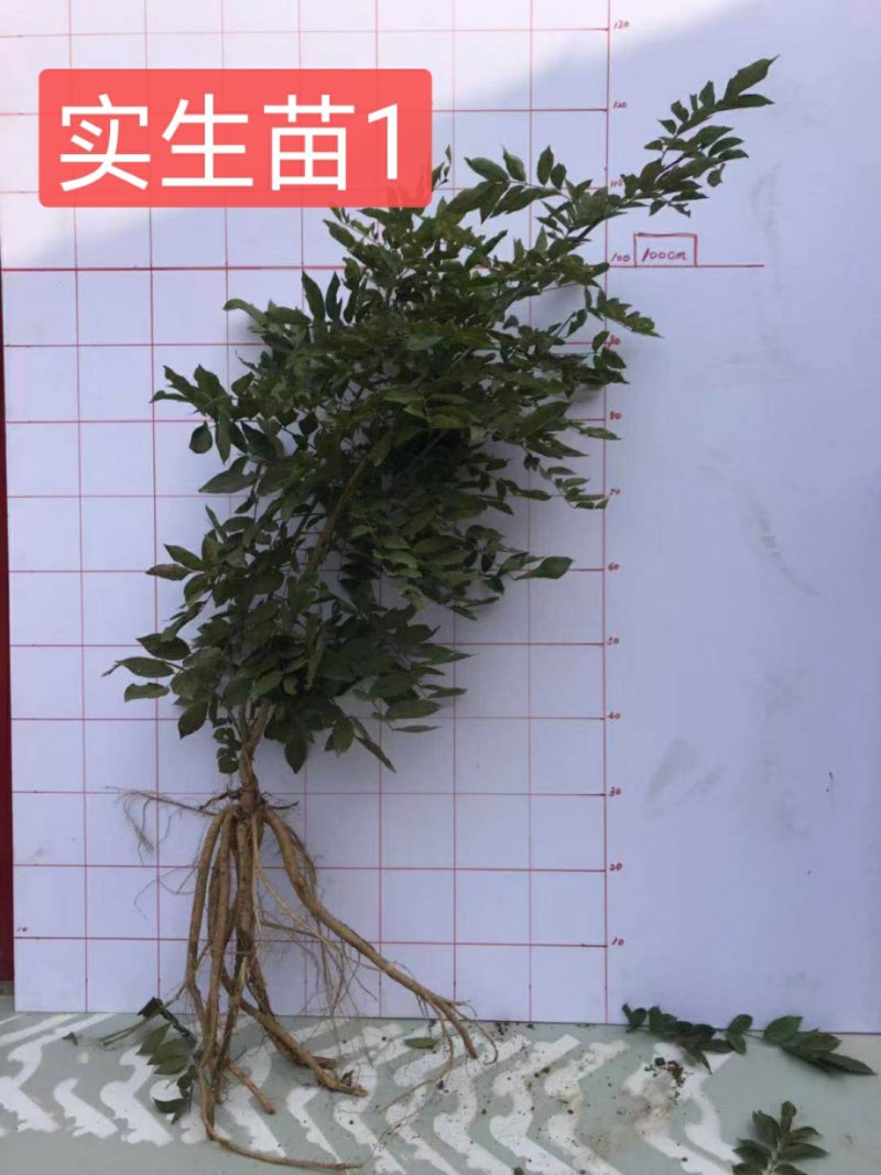 紫藤