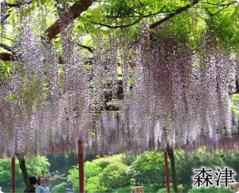 紫藤