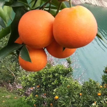 夏橙又大又甜，量大从优欢迎咨询订购