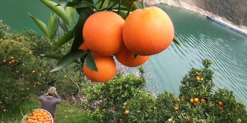 夏橙又大又甜，量大从优欢迎咨询订购
