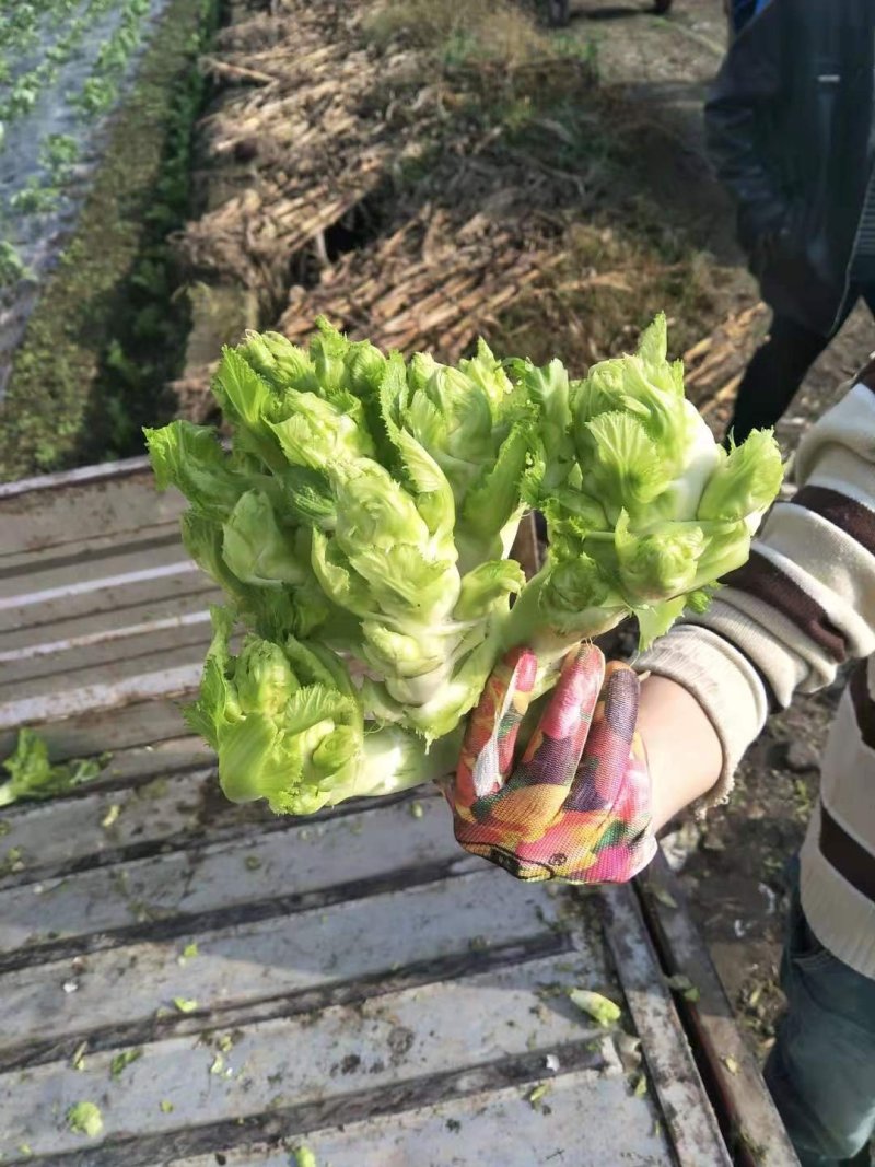儿菜，儿菜