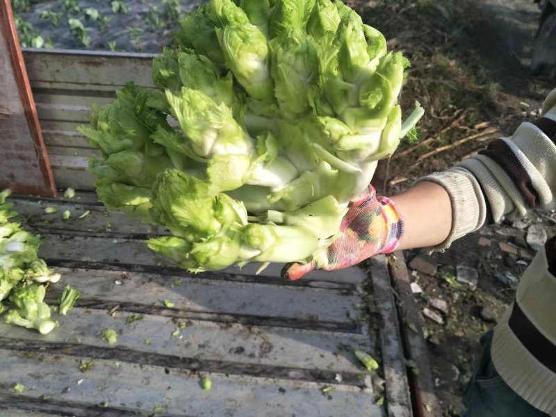 儿菜，儿菜