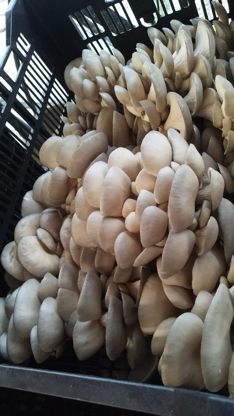 精品平菇