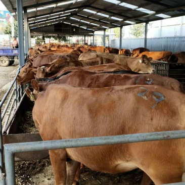 三元杂交牛种牛肉牛鲁西黄牛全国包运