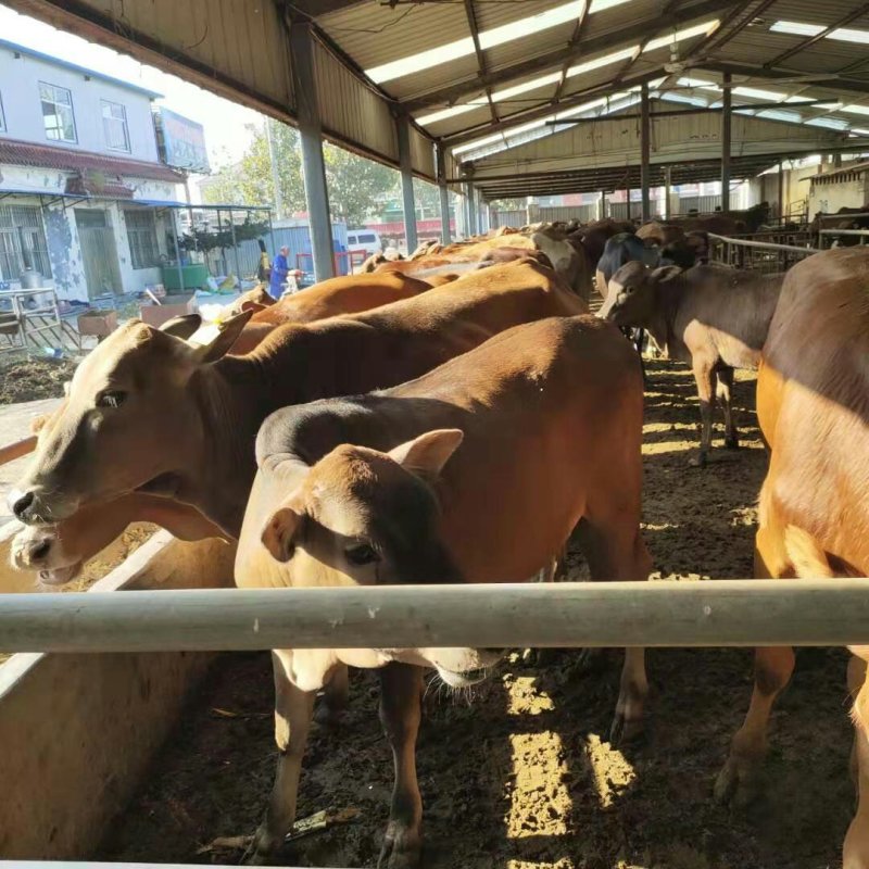 三元杂交牛种牛肉牛鲁西黄牛全国包运
