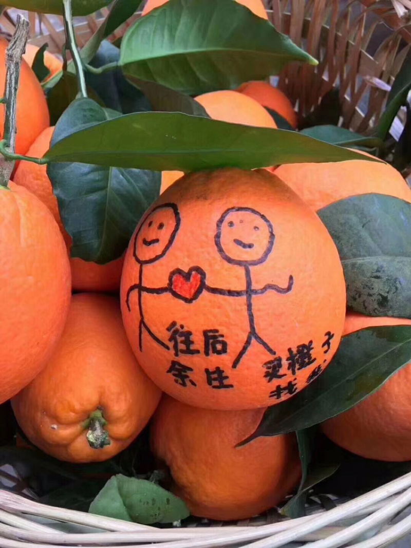 血橙，产地看货采摘物美价廉欢迎咨询订购
