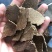 厂家直供熟榨浓香花生枯麸饼粕鱼粉打窝宠物饲料植物花肥