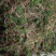 阴地蕨野生绿色，水洗烤干无硫统货20斤包邮，质量保证。