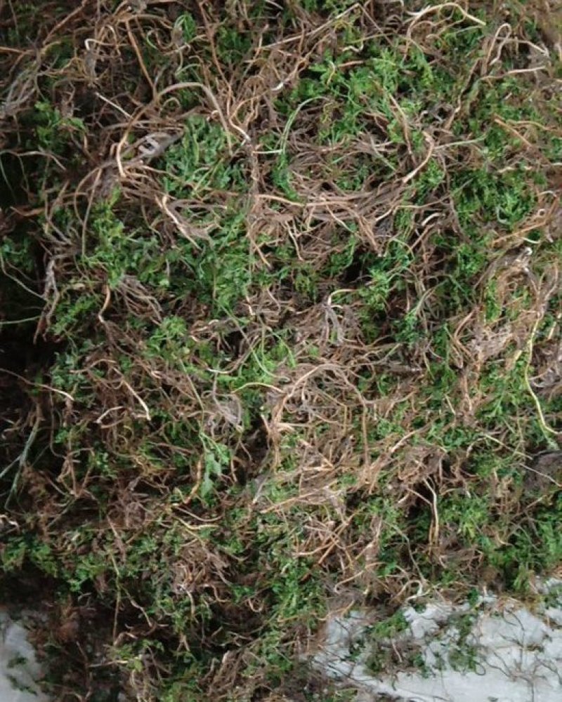 阴地蕨野生绿色，水洗烤干无硫统货20斤包邮，质量保证。