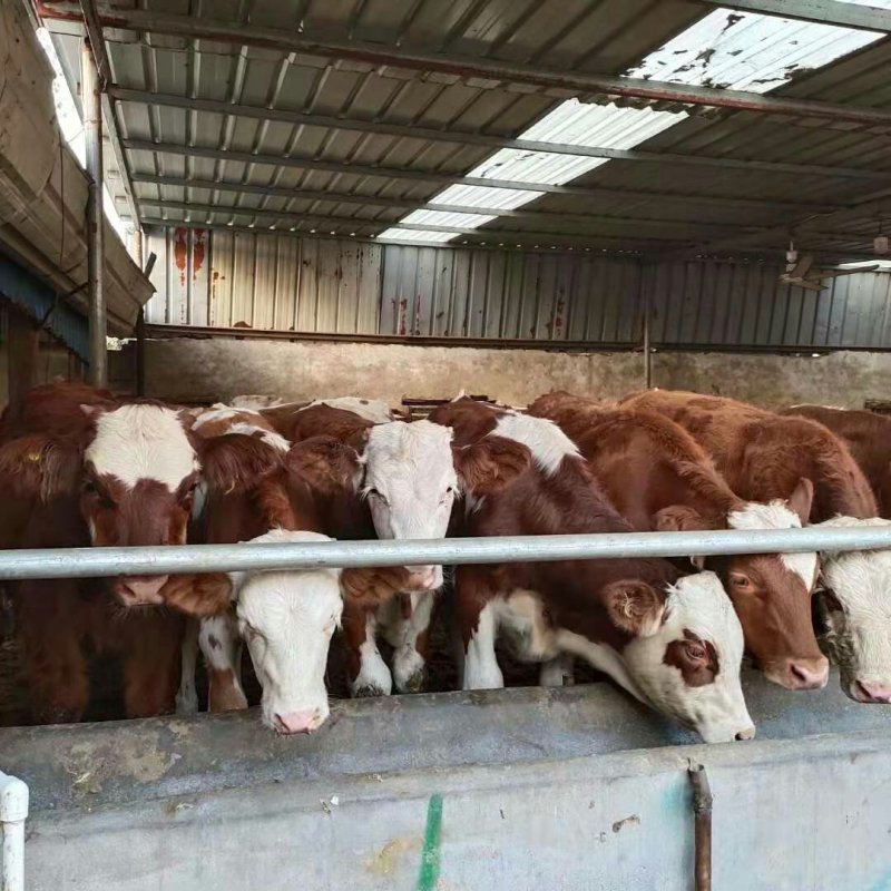 西门塔尔牛肉牛千斤肉牛按斤称过䅭货到付款