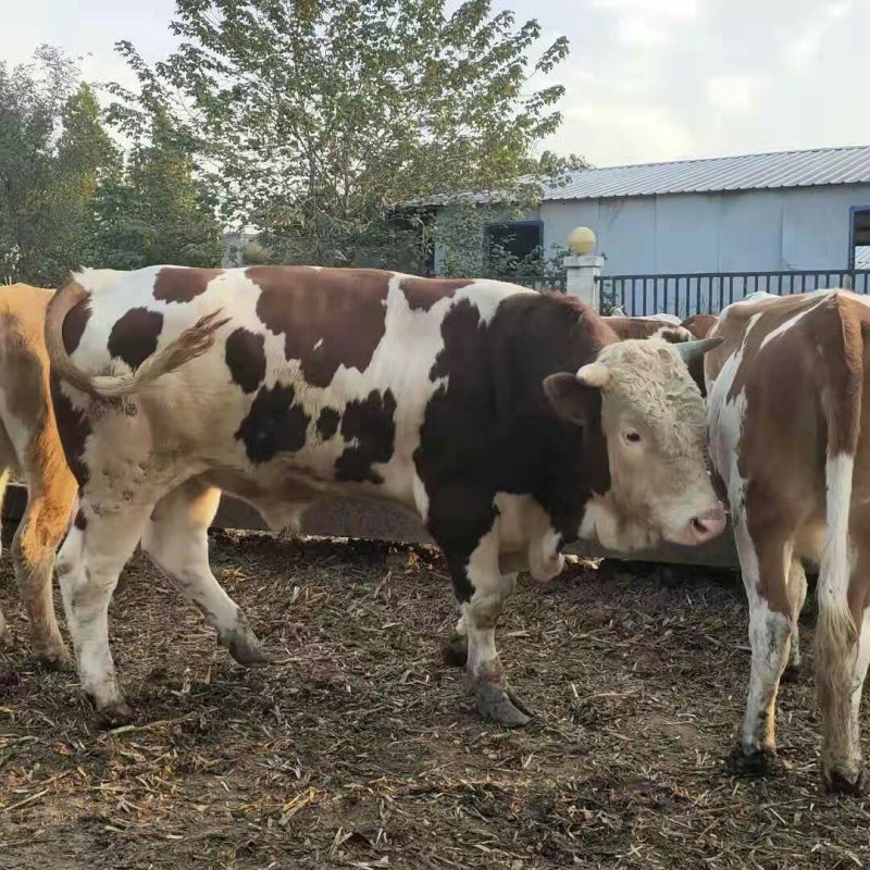 西门塔尔牛肉牛千斤肉牛按斤称过䅭货到付款