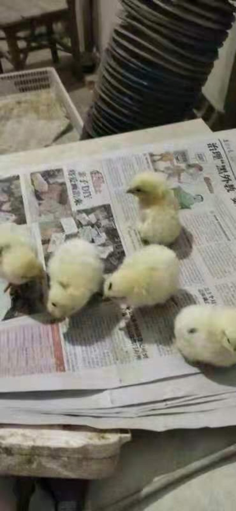 817肉鸡苗