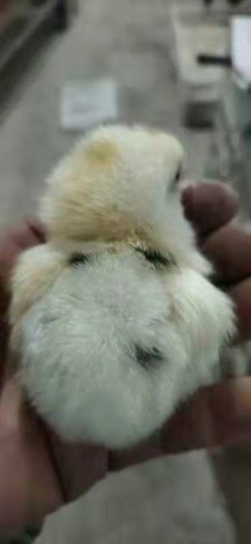 817肉鸡苗