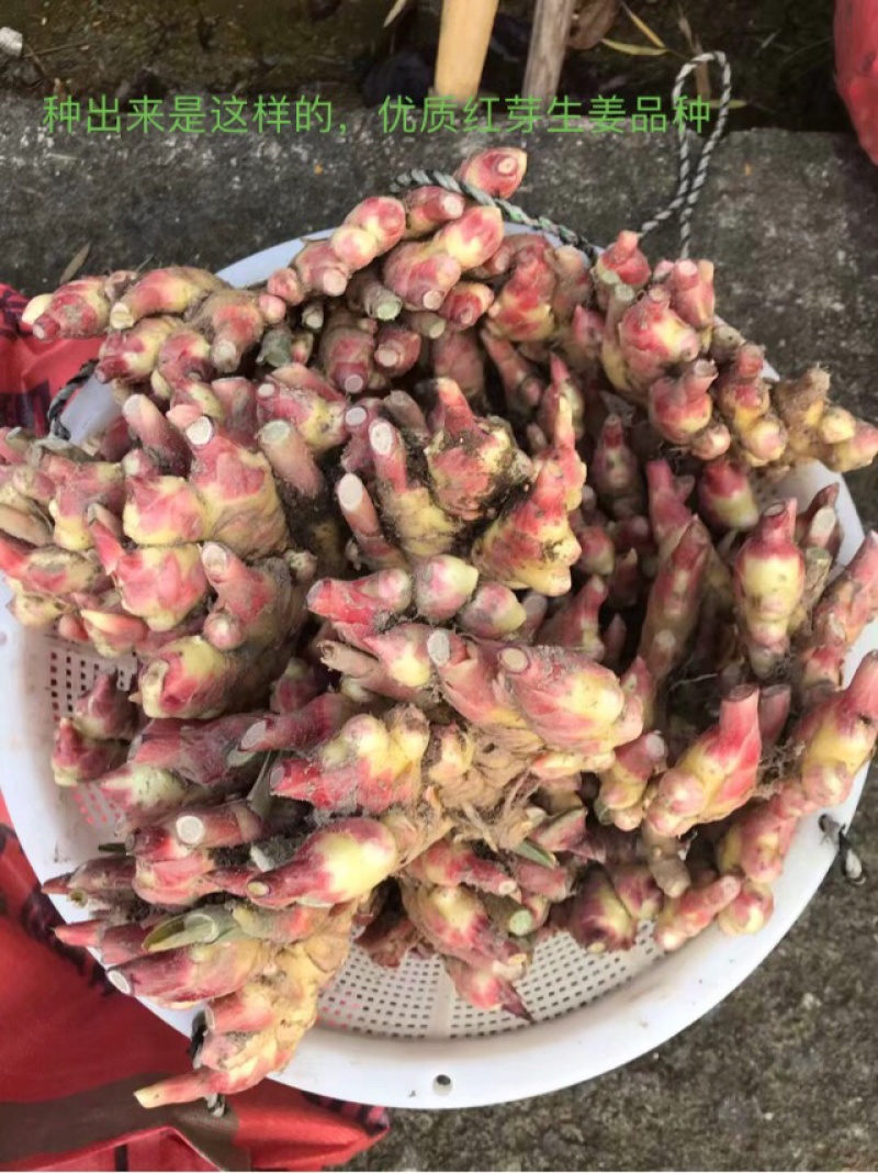 生姜种洞姜优质红爪生姜种浙江磐安红爪姜种