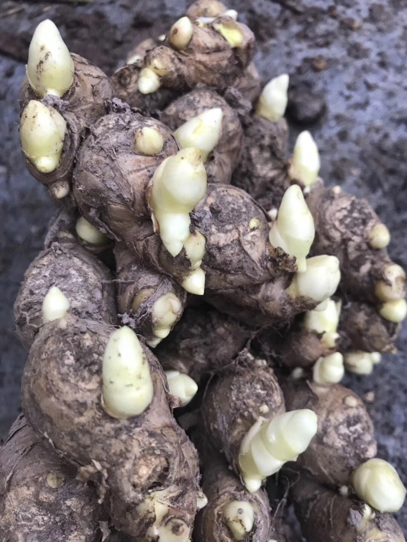 生姜种洞姜优质红爪生姜种浙江磐安红爪姜种
