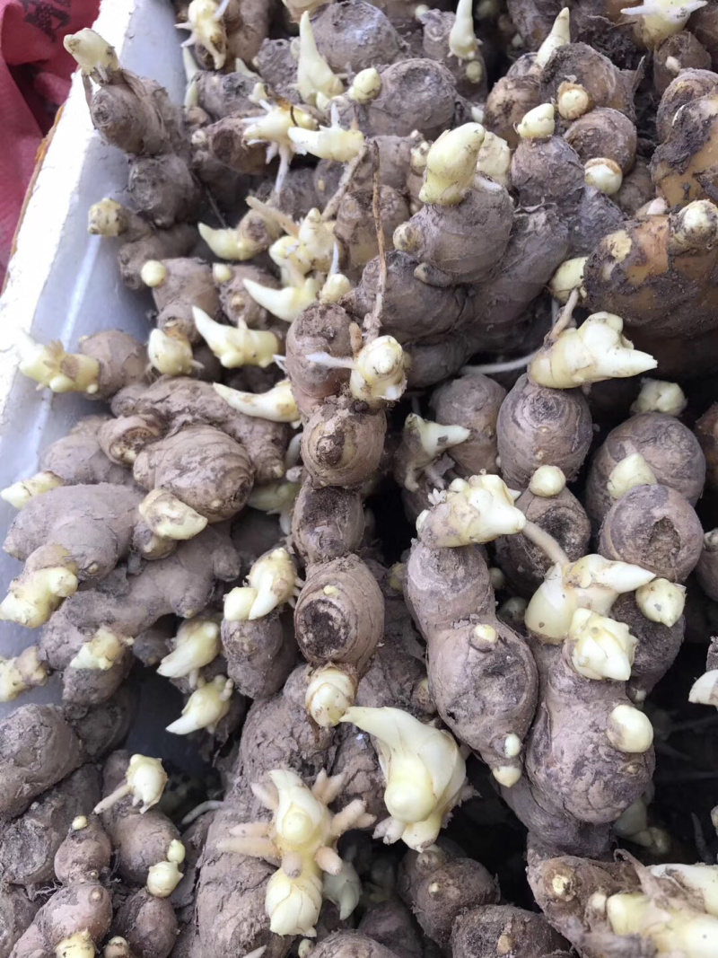 生姜种洞姜优质红爪生姜种浙江磐安红爪姜种