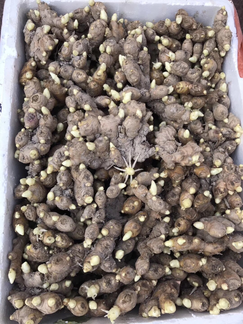 生姜种洞姜优质红爪生姜种浙江磐安红爪姜种