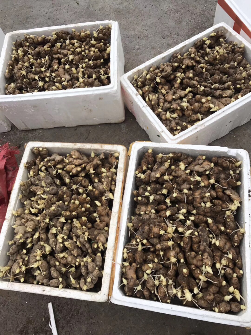 生姜种洞姜优质红爪生姜种浙江磐安红爪姜种