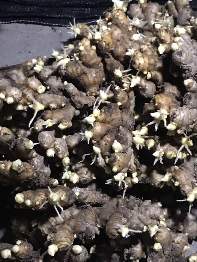 生姜种洞姜优质红爪生姜种浙江磐安红爪姜种