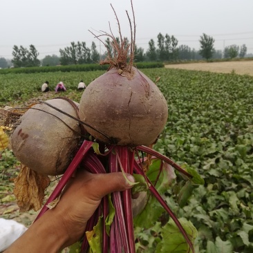 红甜菜根
