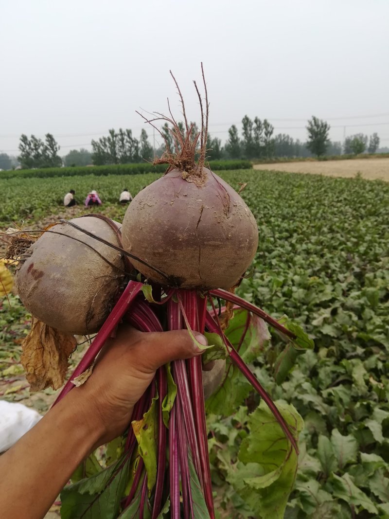 红甜菜根