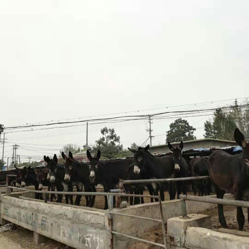 肉驴毛驴苗精品驴关中驴改良驴种驴免费送货送养殖